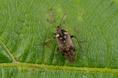 Lygus rugulipennis