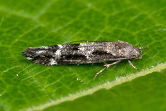 Mompha sturnipennella