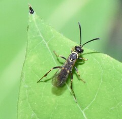 Ceropales maculata