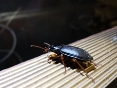 Harpalus rufipes