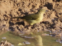 Andropadus importunus