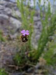Petrorhagia prolifera