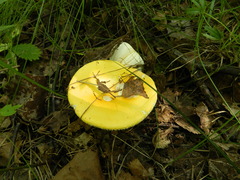 Russula aurea