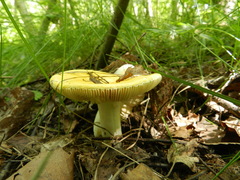 Russula aurea