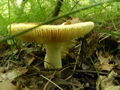 Russula aurea