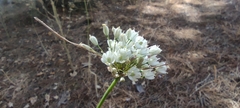 Allium pallens