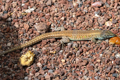 Gallotia atlantica