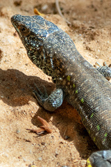Gallotia atlantica