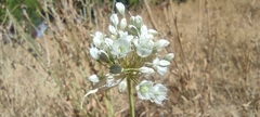 Allium pallens