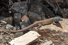 Gallotia atlantica