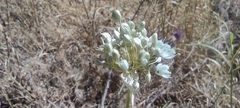 Allium pallens