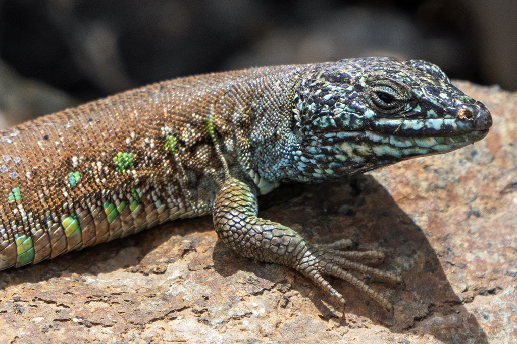 Atlantic Lizard