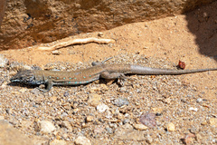 Gallotia atlantica