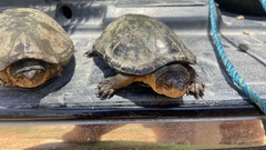 Kinosternon chimalhuaca