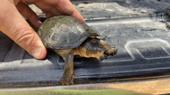 Kinosternon chimalhuaca