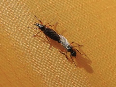 Bibio xanthopus