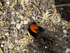 Mylabris quadripunctata