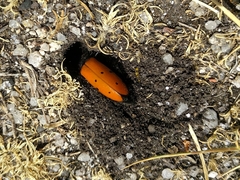 Mylabris quadripunctata