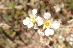 Ivesia sericoleuca