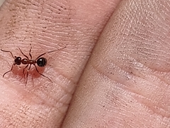 Formica vinculans