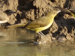 Chlorocichla flaviventris