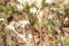 Ivesia sericoleuca