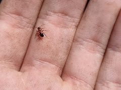 Formica vinculans