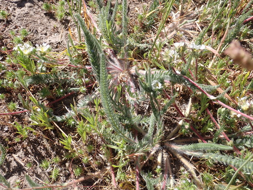Image of Ivesia sericoleuca by no rights reserved