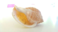 Galeodea echinophora