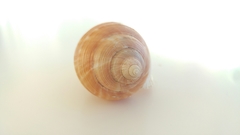 Galeodea echinophora