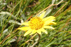 Arnica parryi