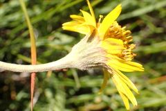 Arnica parryi