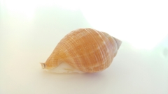 Galeodea echinophora