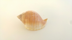 Galeodea echinophora