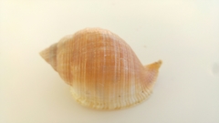 Galeodea echinophora