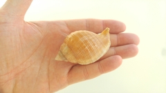 Galeodea echinophora