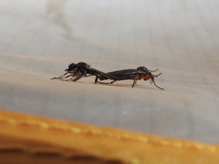Bibio xanthopus