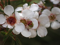 Eupolemus angularis