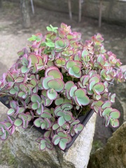 Hylotelephium sieboldii