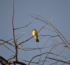 Tyrannus melancholicus
