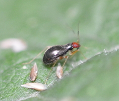 Orthonotus rufifrons