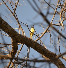 Tyrannus melancholicus