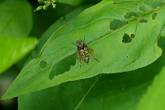 Chrysopilus pilosus