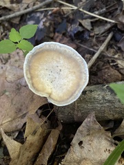 Mycorrhaphium adustum