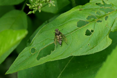 Chrysopilus pilosus