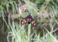 Thyrassia