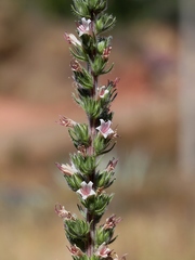 Echium boissieri