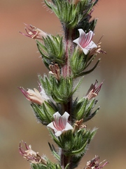 Echium boissieri