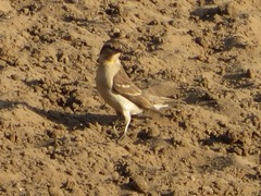 Gymnoris superciliaris