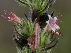 Echium boissieri
